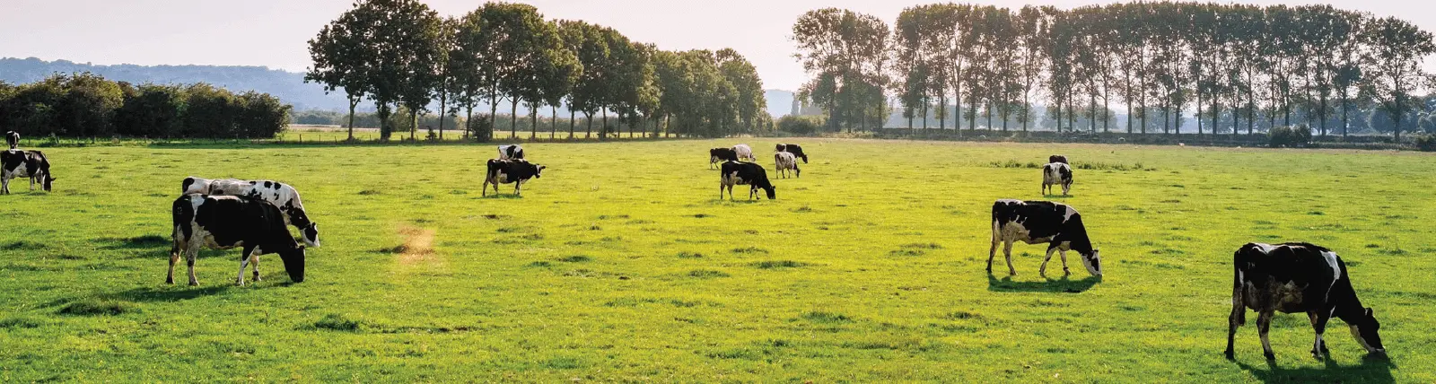 Cows grazing in a field of green grass
