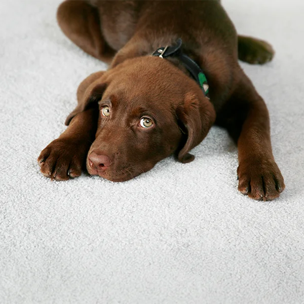 A brown dog lies on a light-colored carpet, looking up with wide eyes.