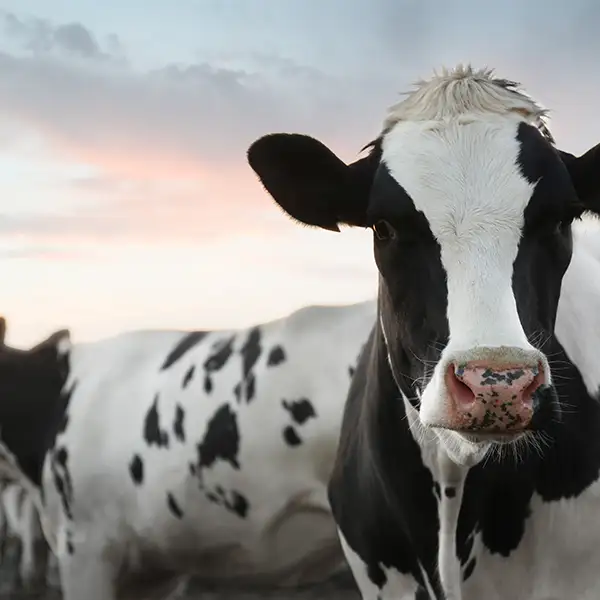 cow at sunset